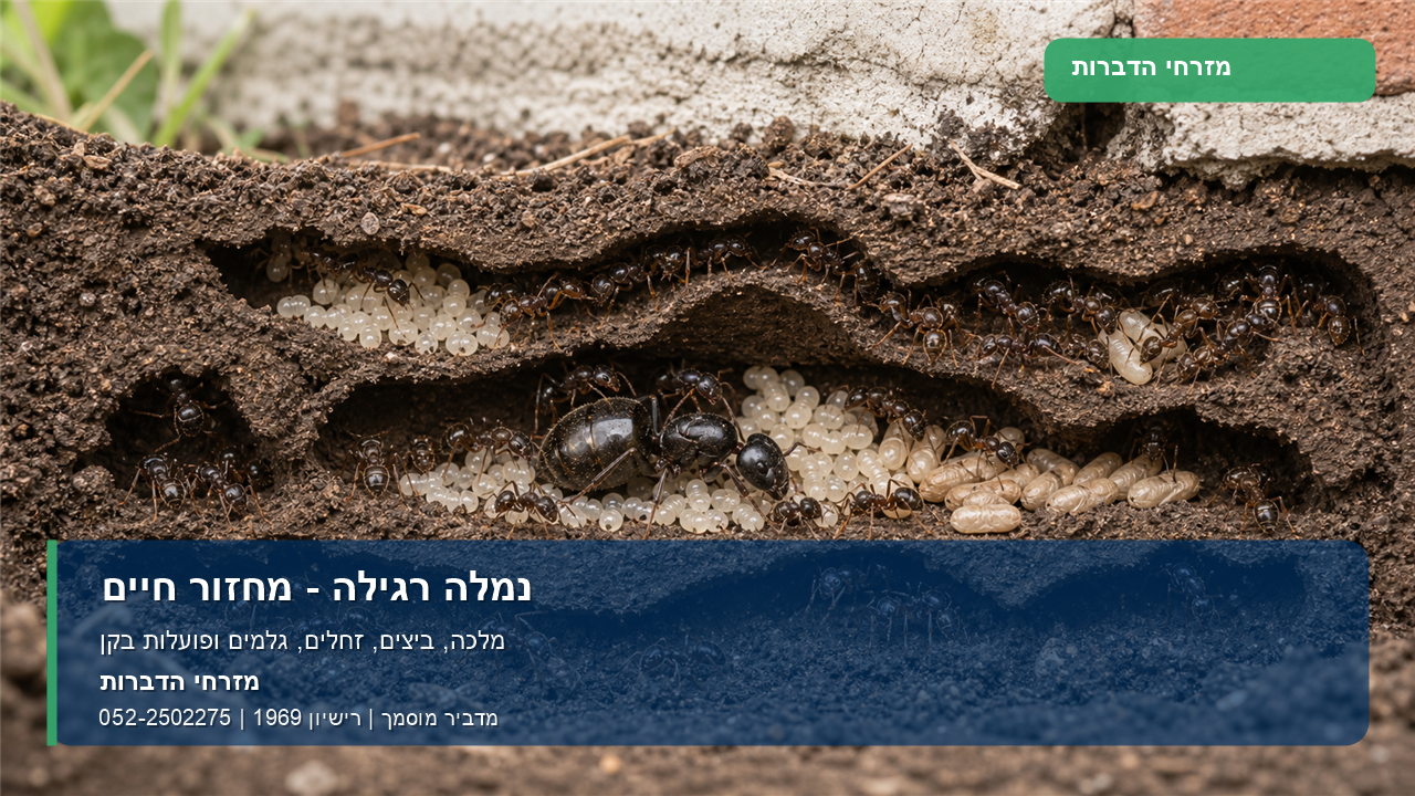 נמלה רגילה - מחזור חיים - מזרחי הדברות תמונה ממותגת של מחזור חיים של נמלה רגילה: מלכה, ביצים, זחלים, גלמים ופועלות בקן.