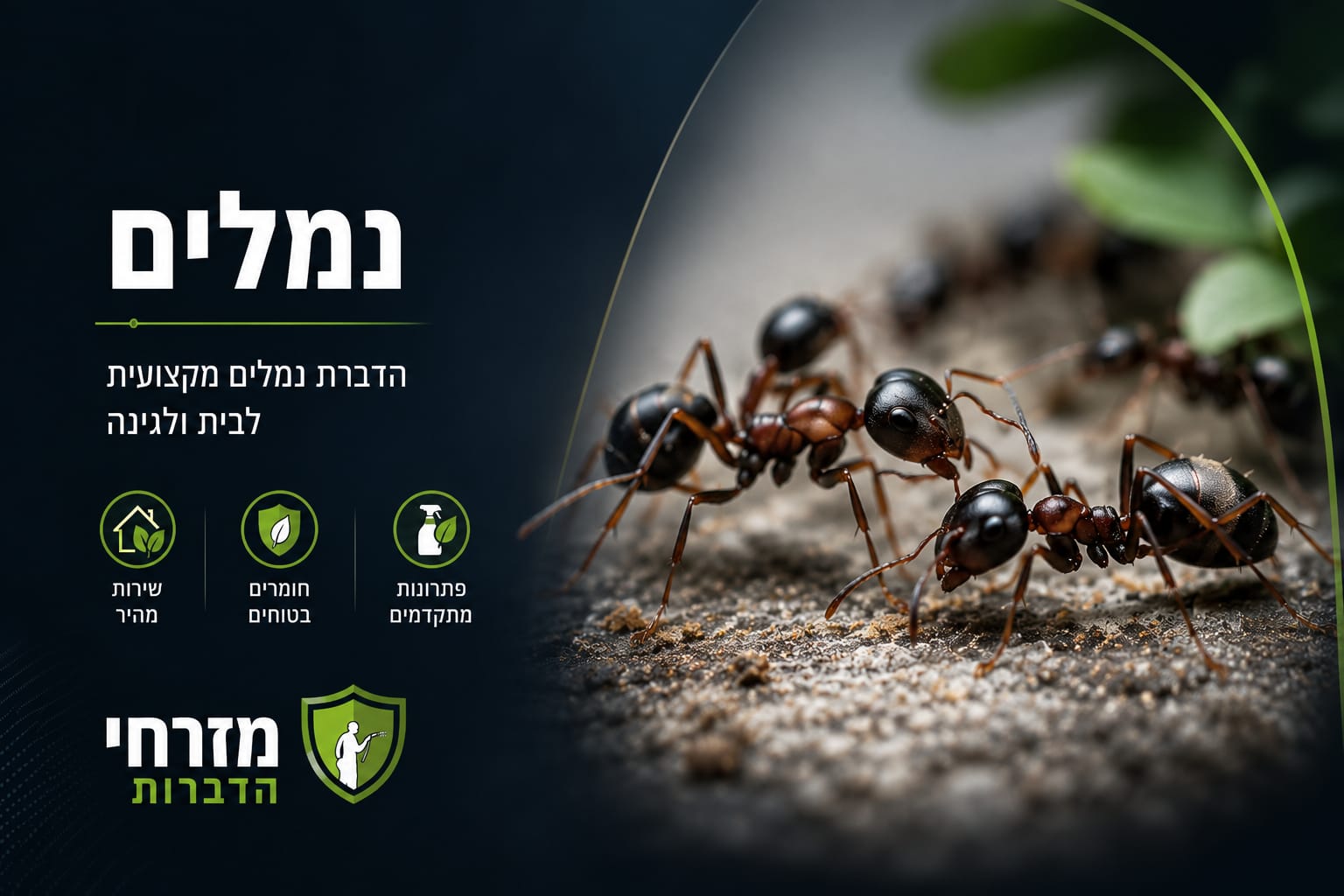סוגי נמלים בישראל – זיהוי וטיפול מזרחי הדברות