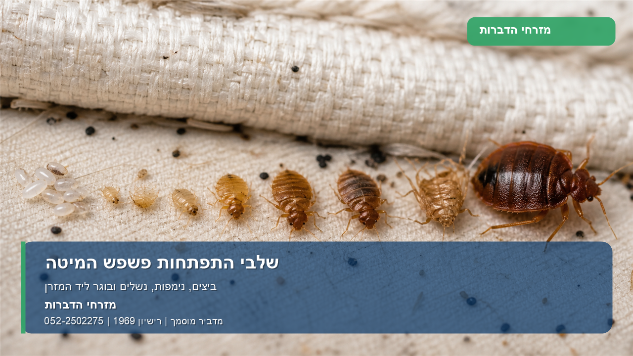 שלבי התפתחות פשפש המיטה - תמונה ממותגת של מזרחי הדברות