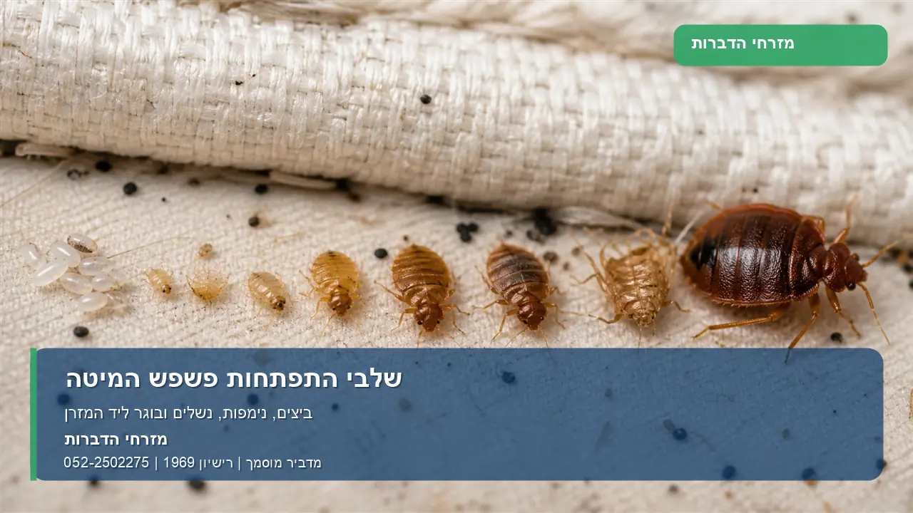 בדיקת פשפש מיטה בבניין משותף ודירות סמוכות