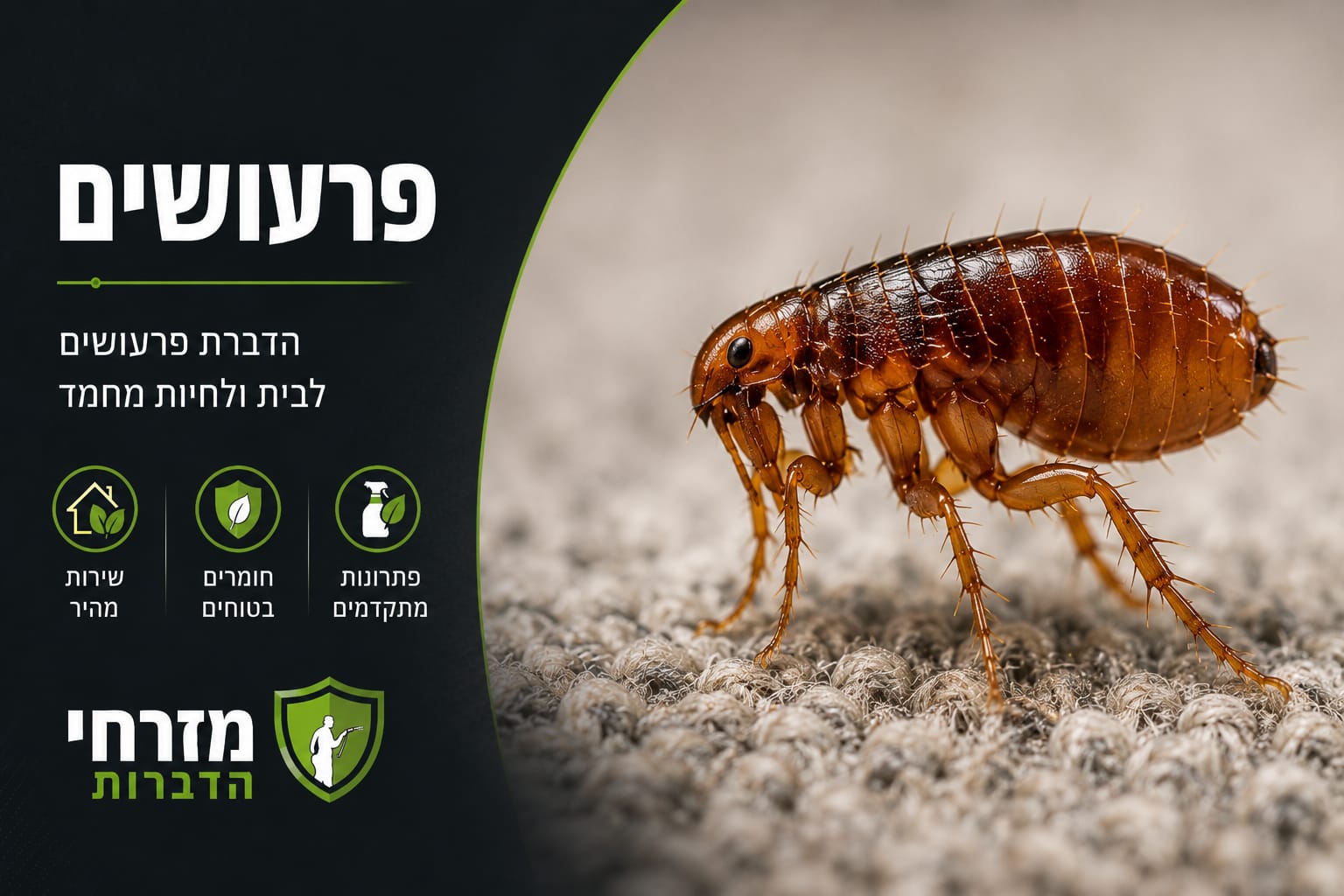 הדברת פרעושים לבית ולחיות מחמד - מזרחי הדברות