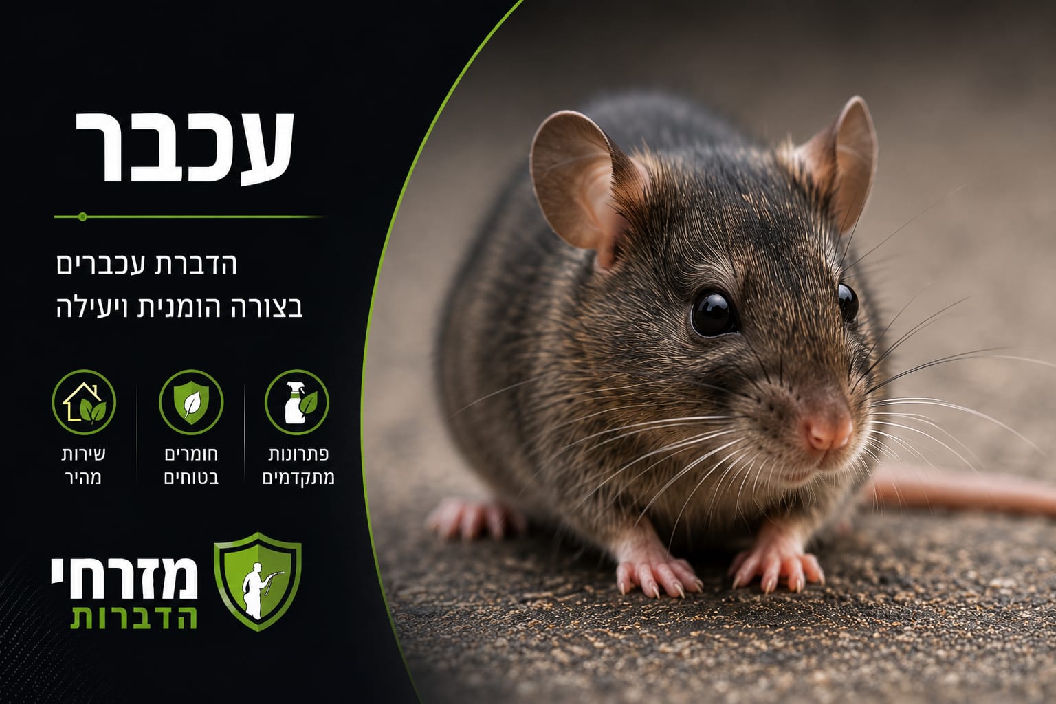 הדברת עכברים וחולדות - מזרחי הדברות