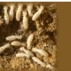 Termites_001