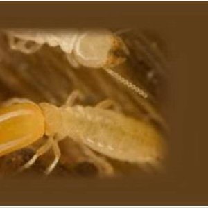 Termites_002