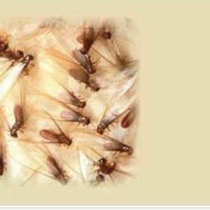 Termites_003