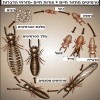 Termites_004